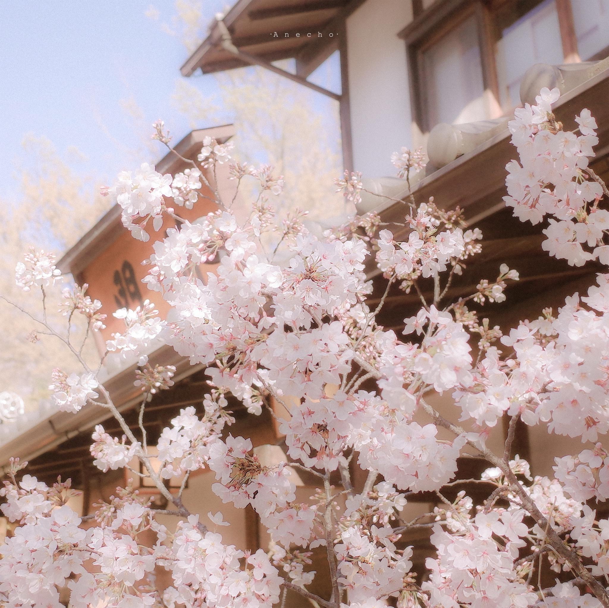 一场分不清是雨水还是花瓣的樱花雨by@anecho_shio