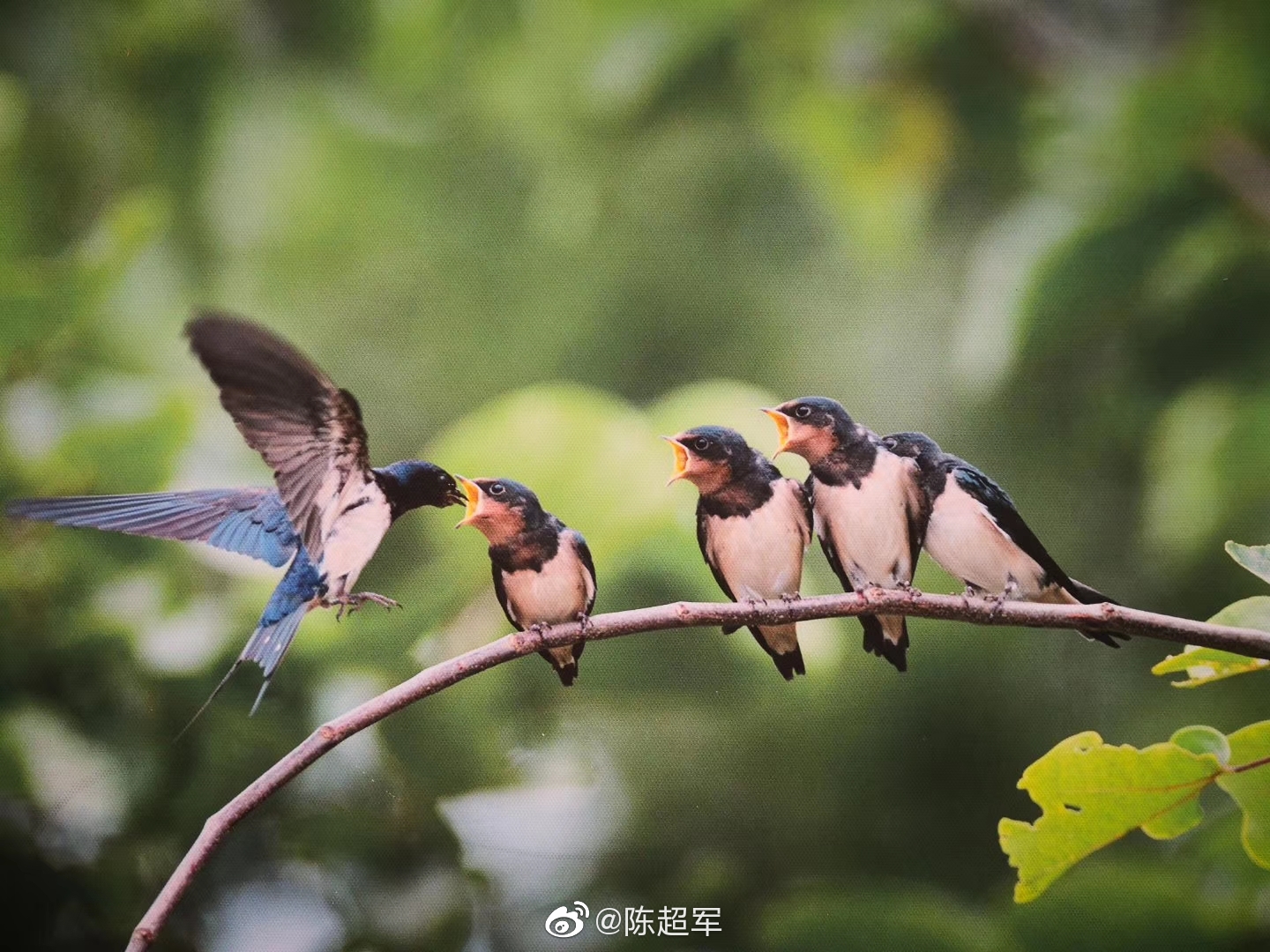 嘉峪关不限次数品茶