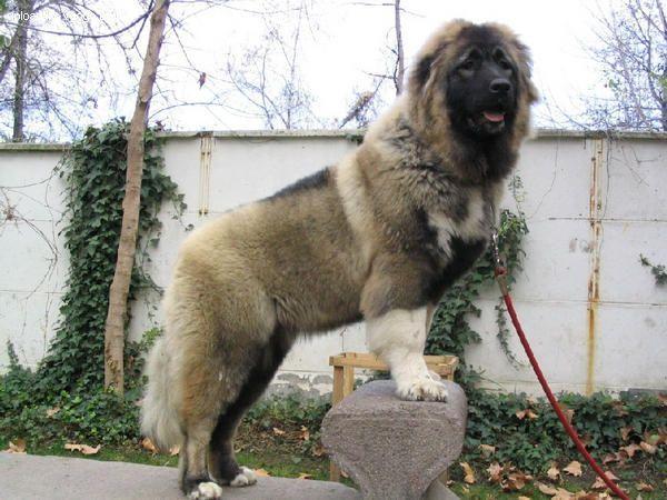 世界上最凶猛的五大猛犬, 我国的排名第一