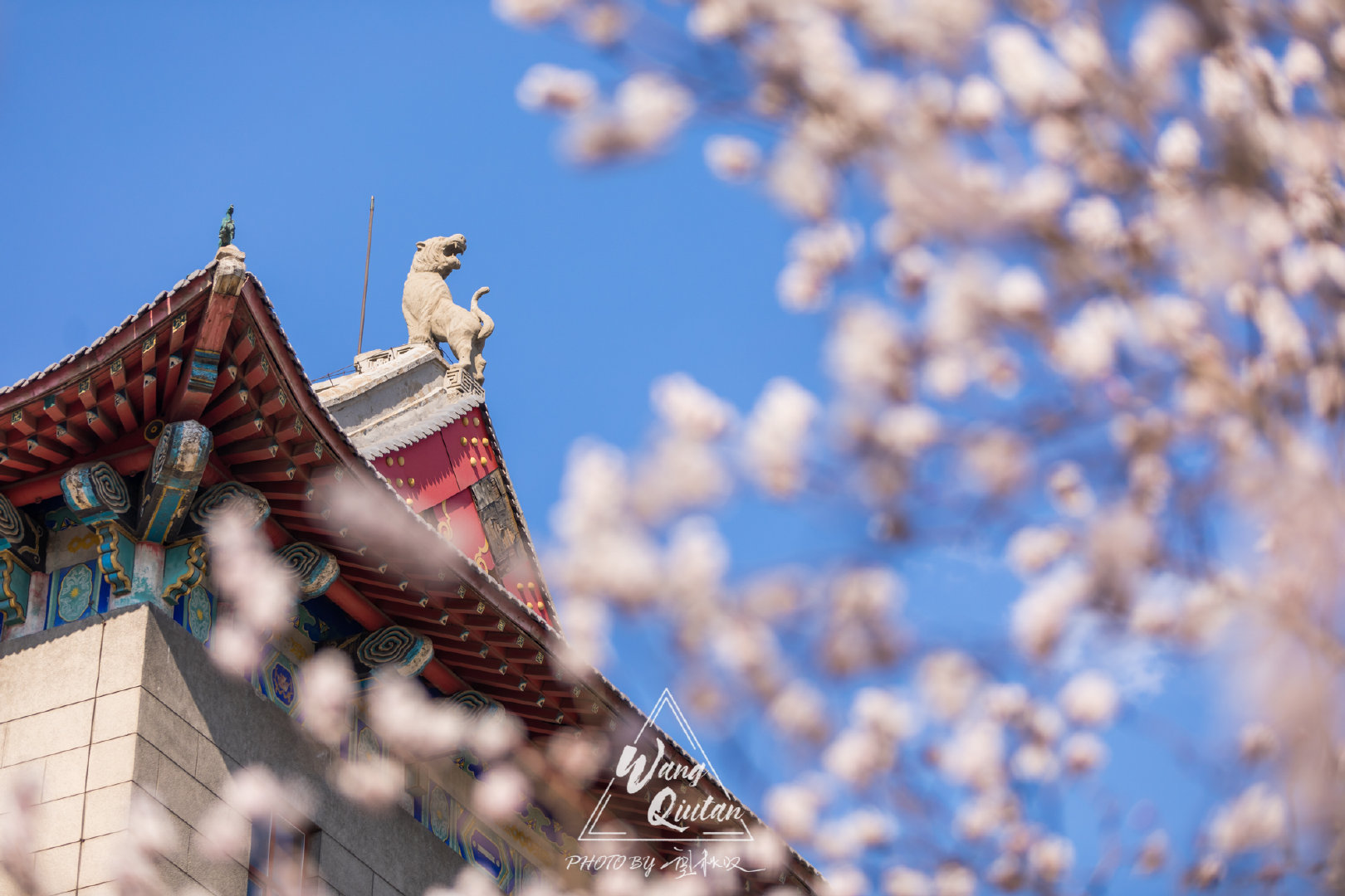 堪比武大樱花，哈工程的杏花长廊里有最哈尔滨的春天