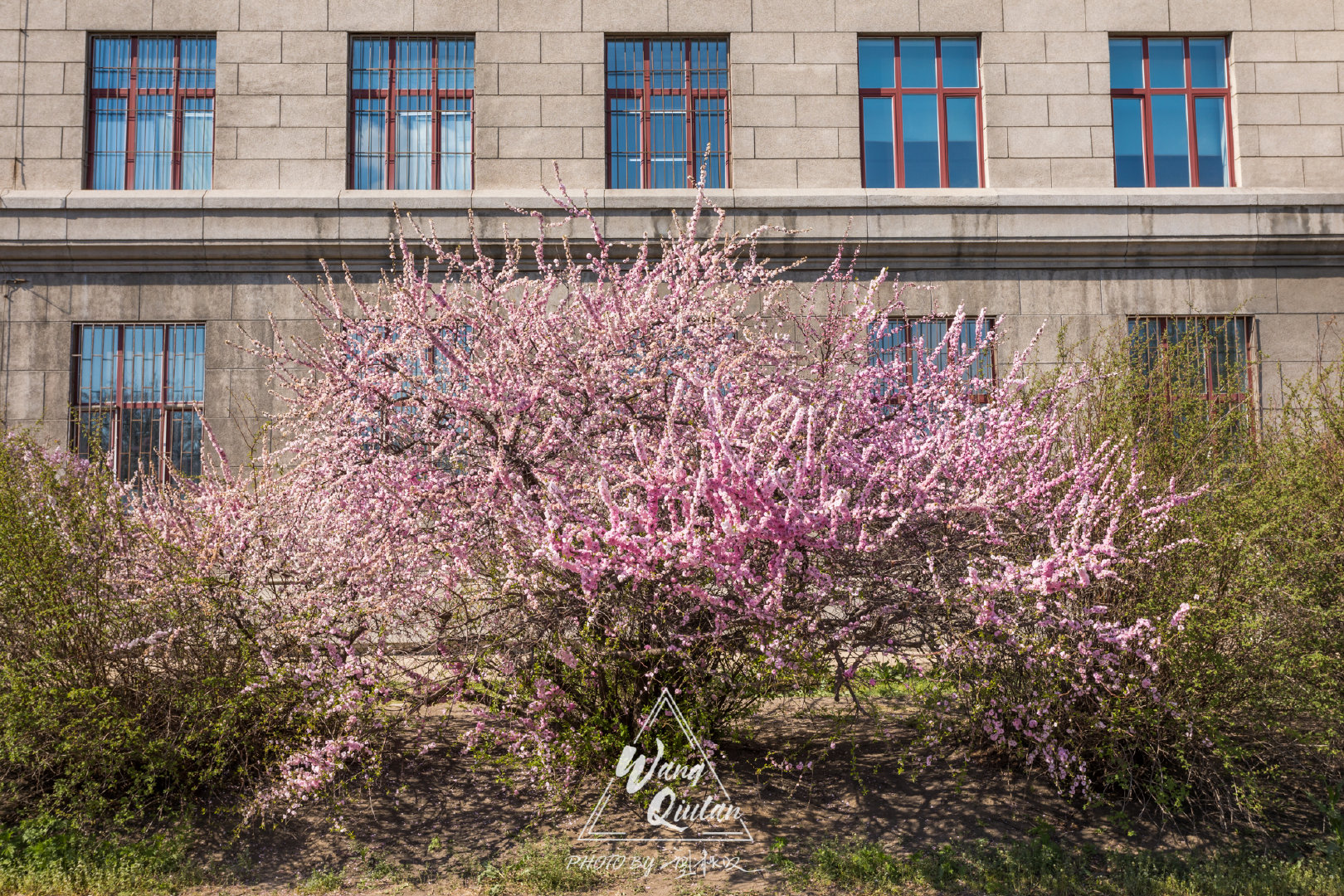 堪比武大樱花，哈工程的杏花长廊里有最哈尔滨的春天_粉色