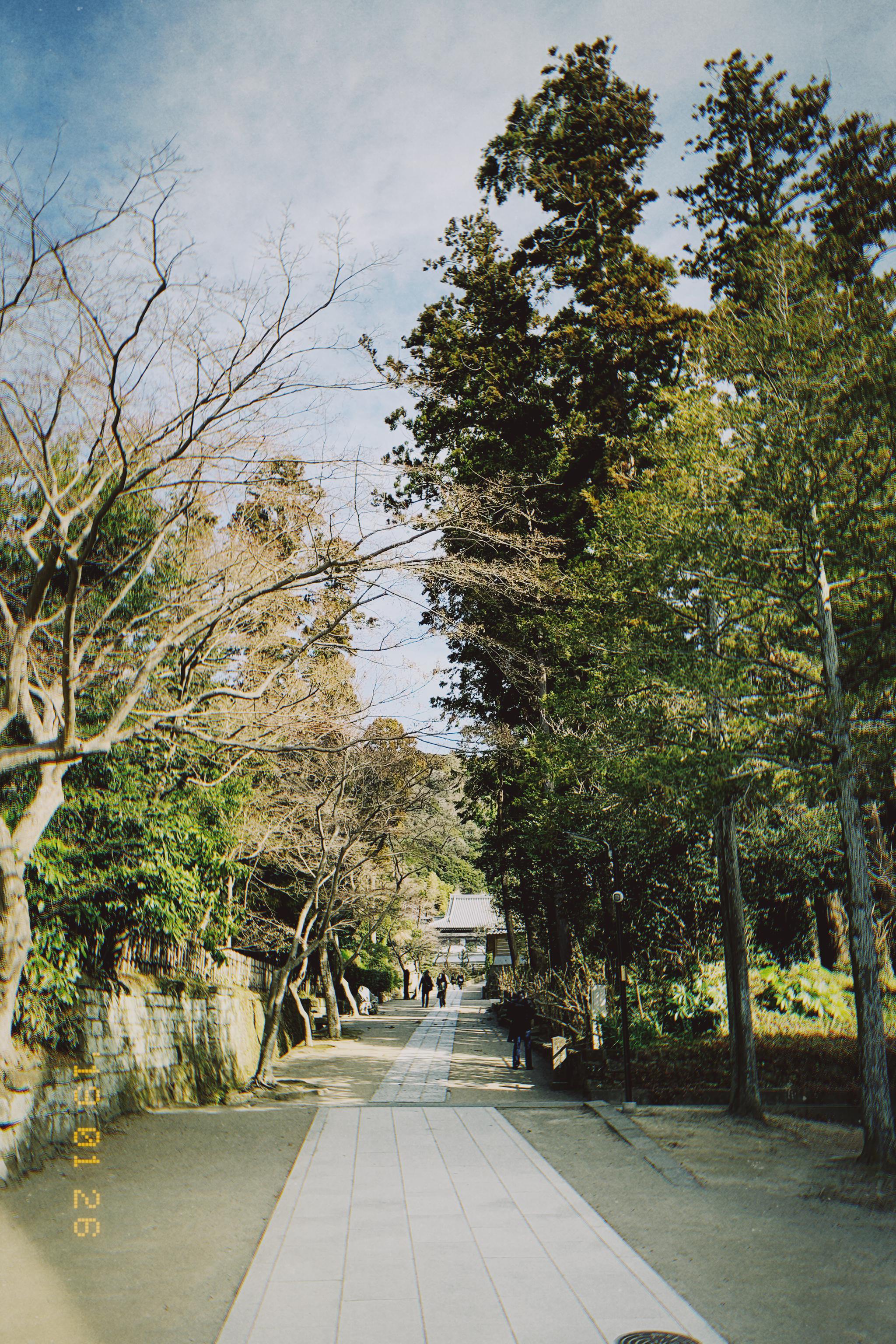 去镰仓 为小津安二郎扫墓 镰仓 圆觉寺 小津安二郎 新浪新闻