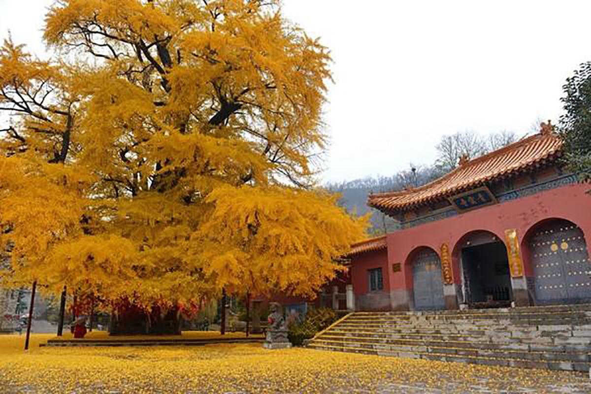 在深秋，在初冬，来秦皇岛邂逅2800多年历史的银杏树