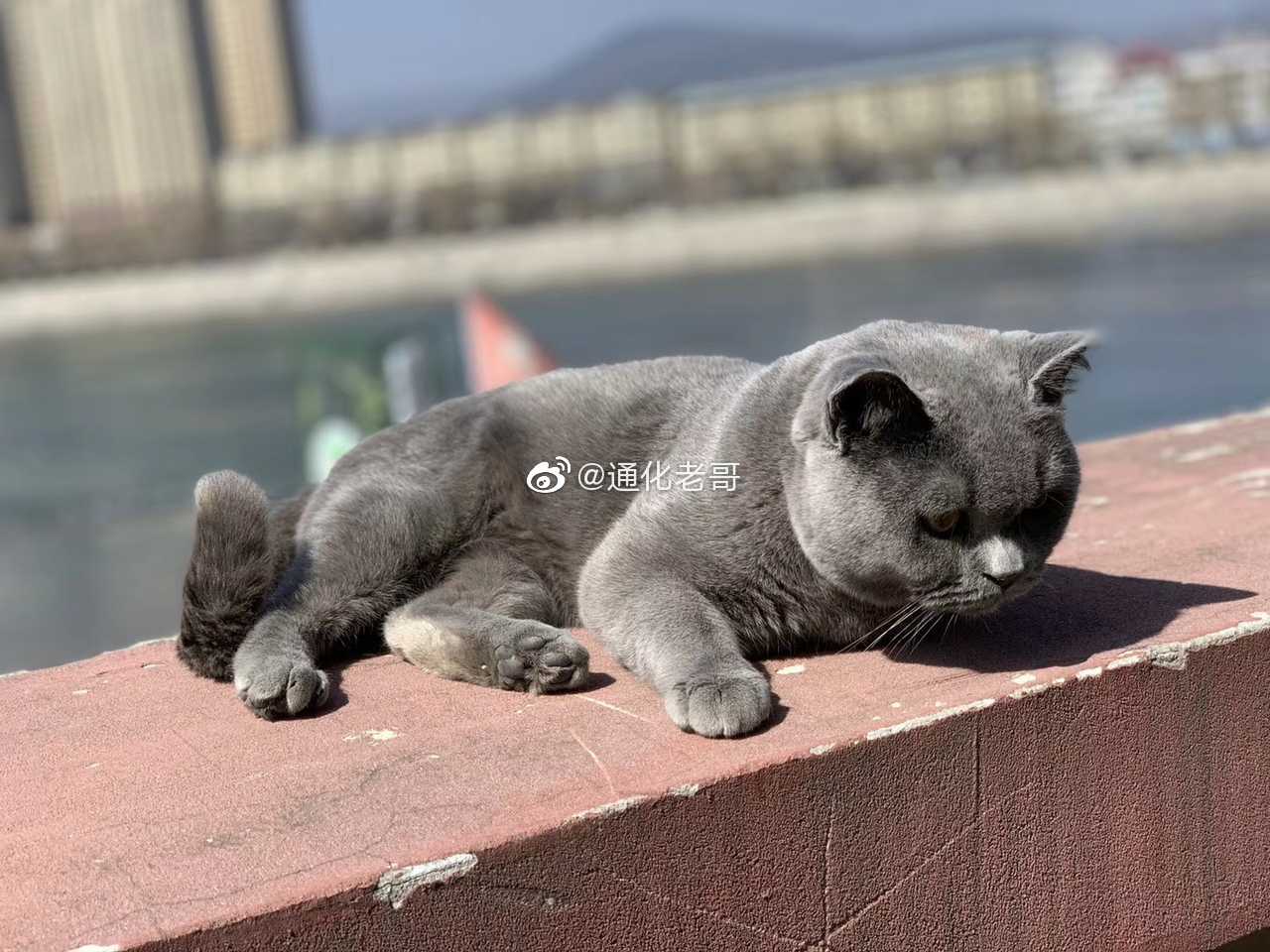 中东不夜城丢失一只英短蓝猫 名字叫柠檬