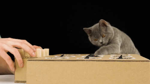创意发明,大神给猫咪做了一个手动打地鼠机,猫咪玩得不亦乐乎