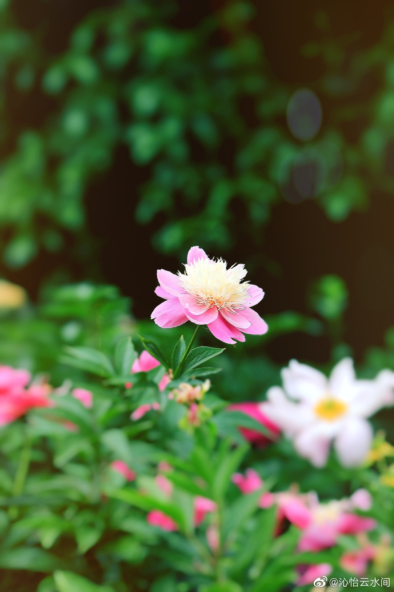 浅夏,携一米阳光,盈满目葱笼,静听花开的声音,平凡的日子亦摇曳