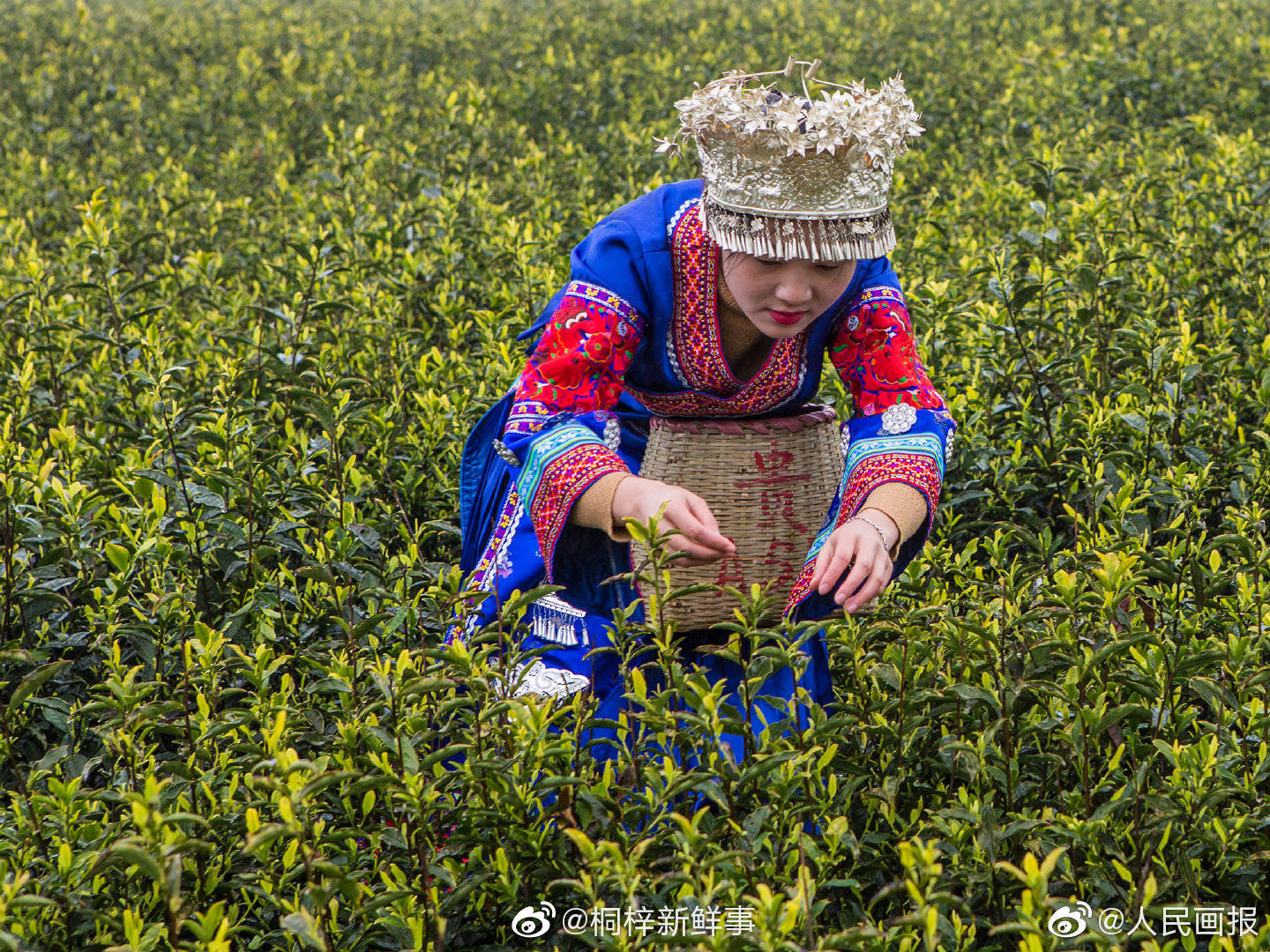 在余庆县内,包括苦丁茶,白茶,绿茶在内,共有茶园面积约20万亩.