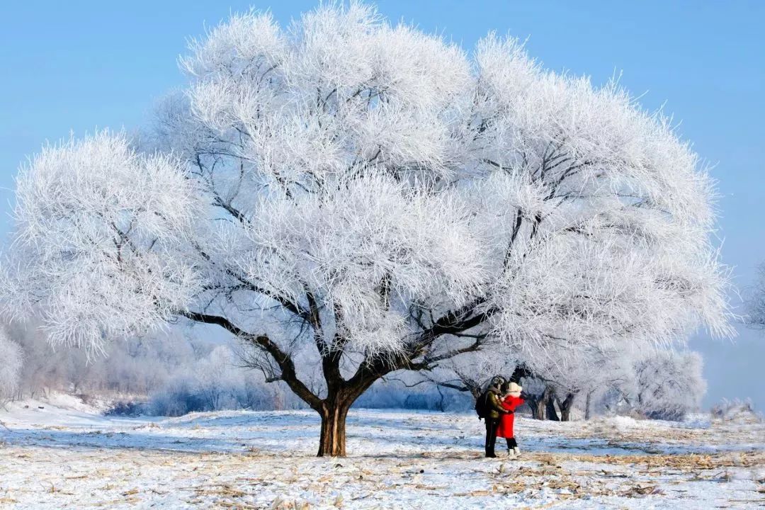 选一个地方   用脚步去丈量中国最美的冬天吧    雾凇岛完美冬日雪景