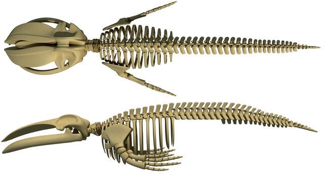 你知道世界上最大的哺乳动物和最小的哺乳动物差多少倍吗?