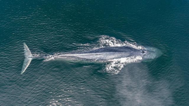 你知道世界上最大的哺乳动物和最小的哺乳动物差多少倍吗?