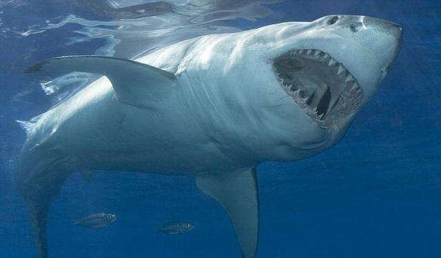 来爪哇岛，“淘金”互联网...