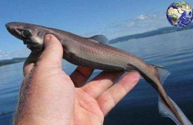 世界最小鲨鱼:硬背侏儒鲨,海洋给你关了一扇门,但也开