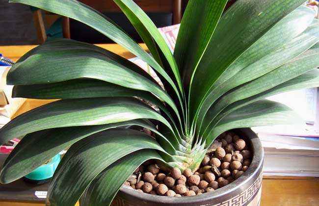 君子兰养十年也不开花，别怪花，是你的养护出了问题