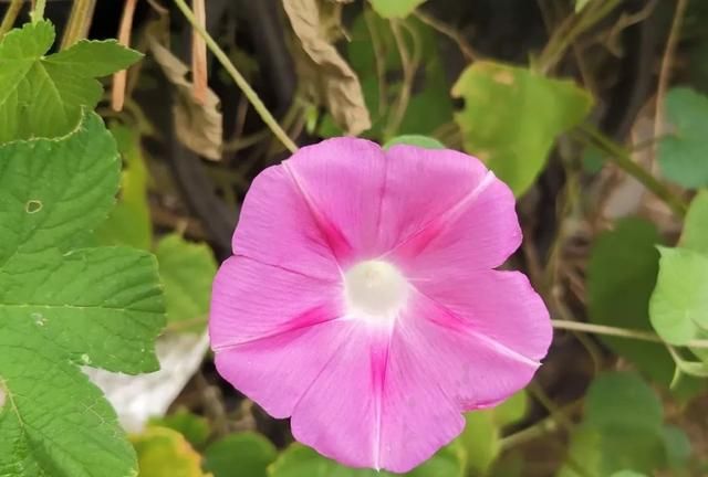 教你分清牵牛、圆叶牵牛和裂叶牵牛