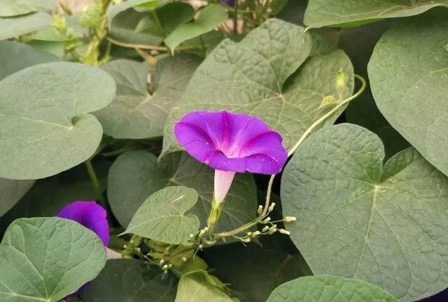 教你分清牵牛、圆叶牵牛和裂叶牵牛