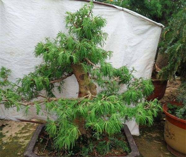 用金钱树制作盆景的方法及养殖方法和注意事项