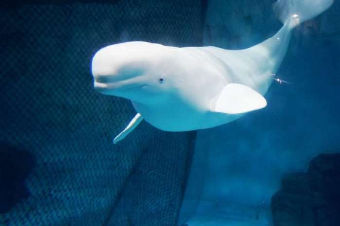 动物王国才艺大赛 森林歌唱家怎么选