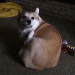 为了出去玩狗狗表演多种表情,怕是戏精学院毕业的吧!