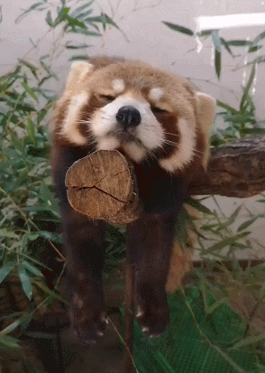 小熊猫趴在树桩上睡觉,睡姿太萌走红网络,网友:担心它