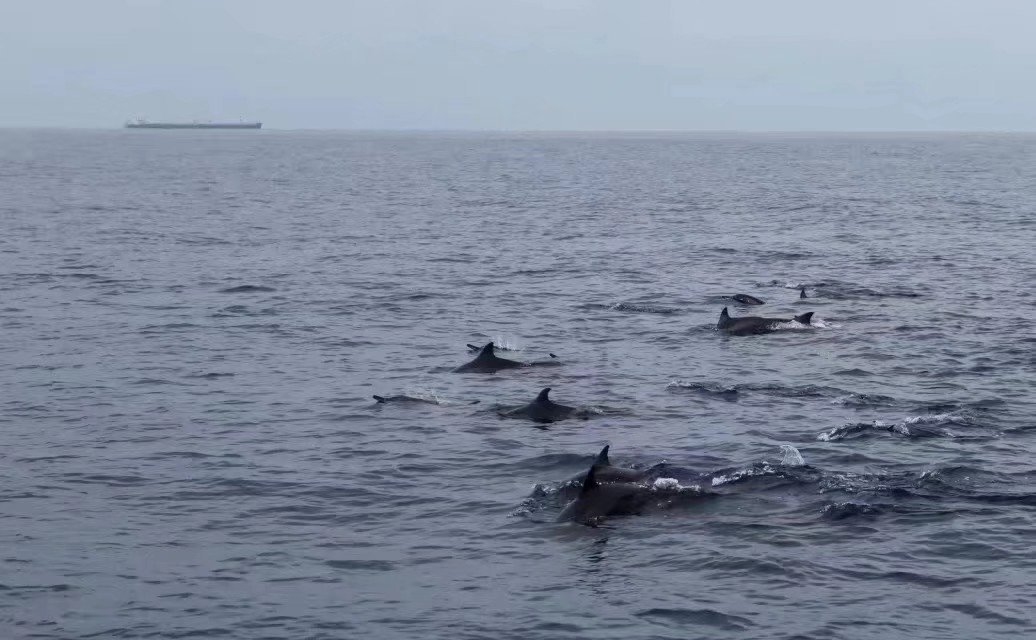 我出门踏青了,这次来到了斯里兰卡,中国人真强