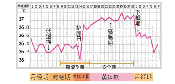 何日後 排卵後生理