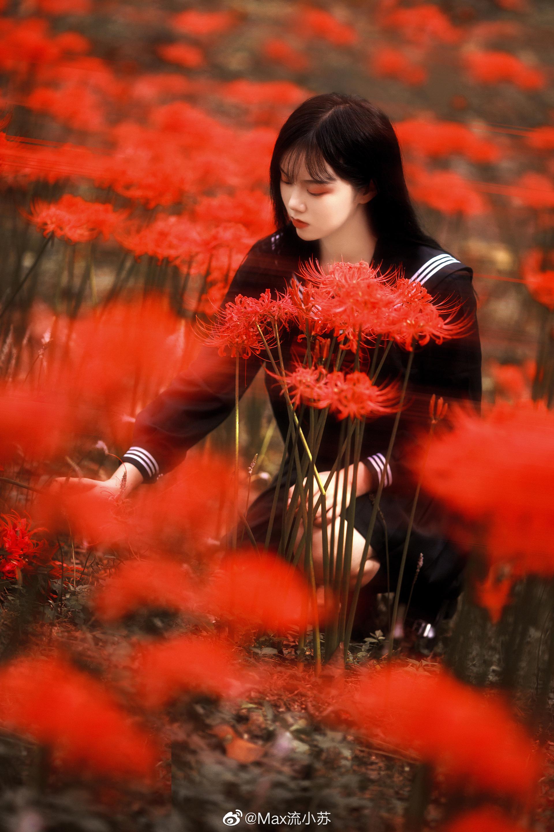 彼岸之花 彼岸 地狱少女 彼岸花 新浪新闻