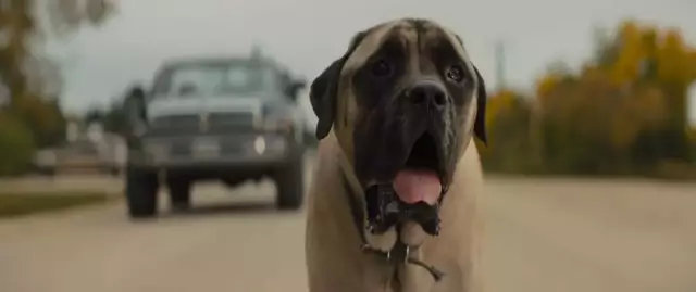 明明一直在笑,却又泪点无数。《一条狗的使命2》【观影报告】 明明一直在笑,却又泪点无数。《一条狗的使命2》【观影报告】