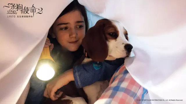 明明一直在笑,却又泪点无数。《一条狗的使命2》【观影报告】 明明一直在笑,却又泪点无数。《一条狗的使命2》【观影报告】