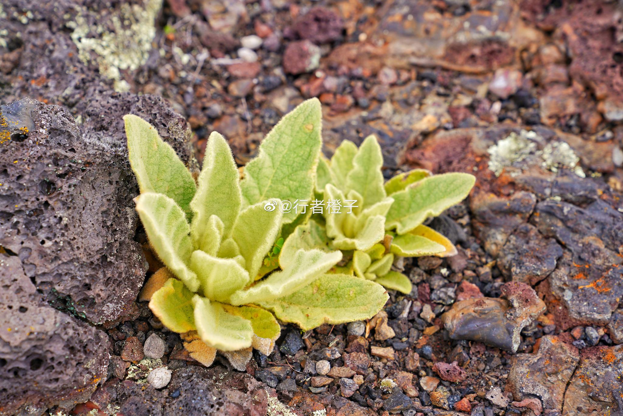 龙门石寨火山植物图片素材-编号14988786-图行天下