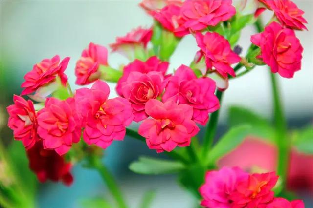 世界上最美的花,你最喜欢哪一种?