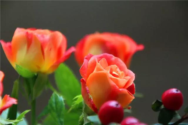 世界上最美的花,你最喜欢哪一种?