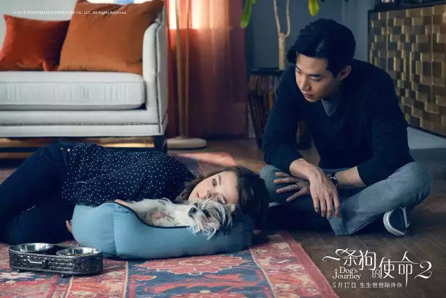 明明一直在笑,却又泪点无数。《一条狗的使命2》【观影报告】 明明一直在笑,却又泪点无数。《一条狗的使命2》【观影报告】