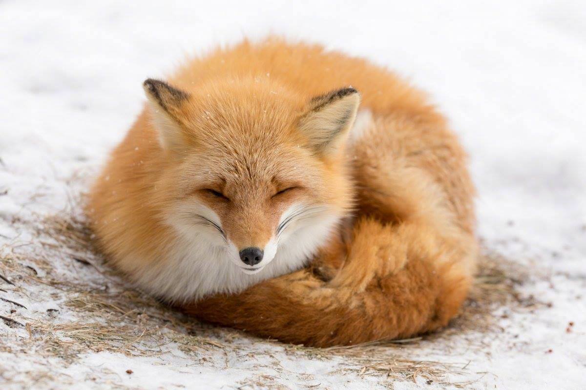 蜷缩在地毯上睡觉的尖耳狐狸