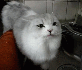 你还我那只小萌猫!