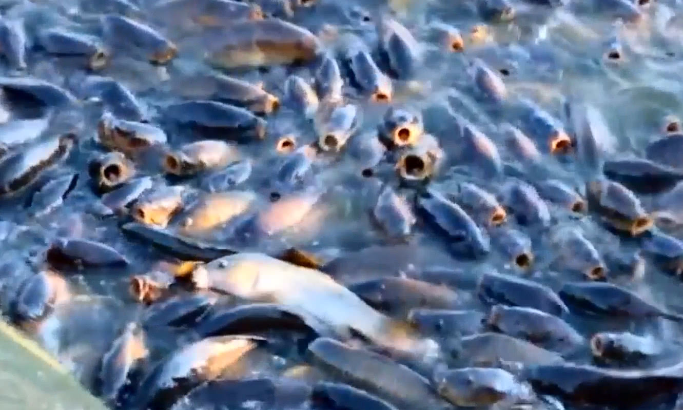 美国鲤鱼泛滥成灾,鸭子踩在鱼背上走,能吃吗?!