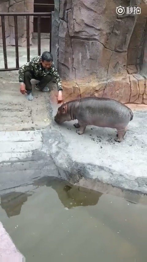 小河马：走开，我妈不让跟你玩