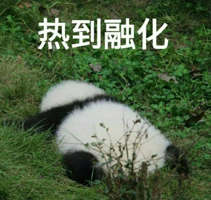 熊猫宝宝做表情包也太可爱了吧