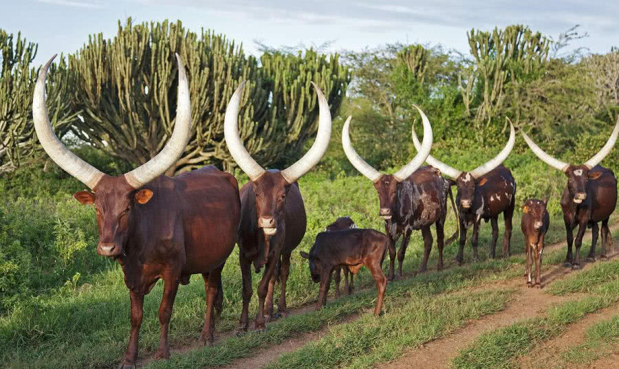 世界上最大的牛,体重可达到1400斤,且还拥有超大的牛角!