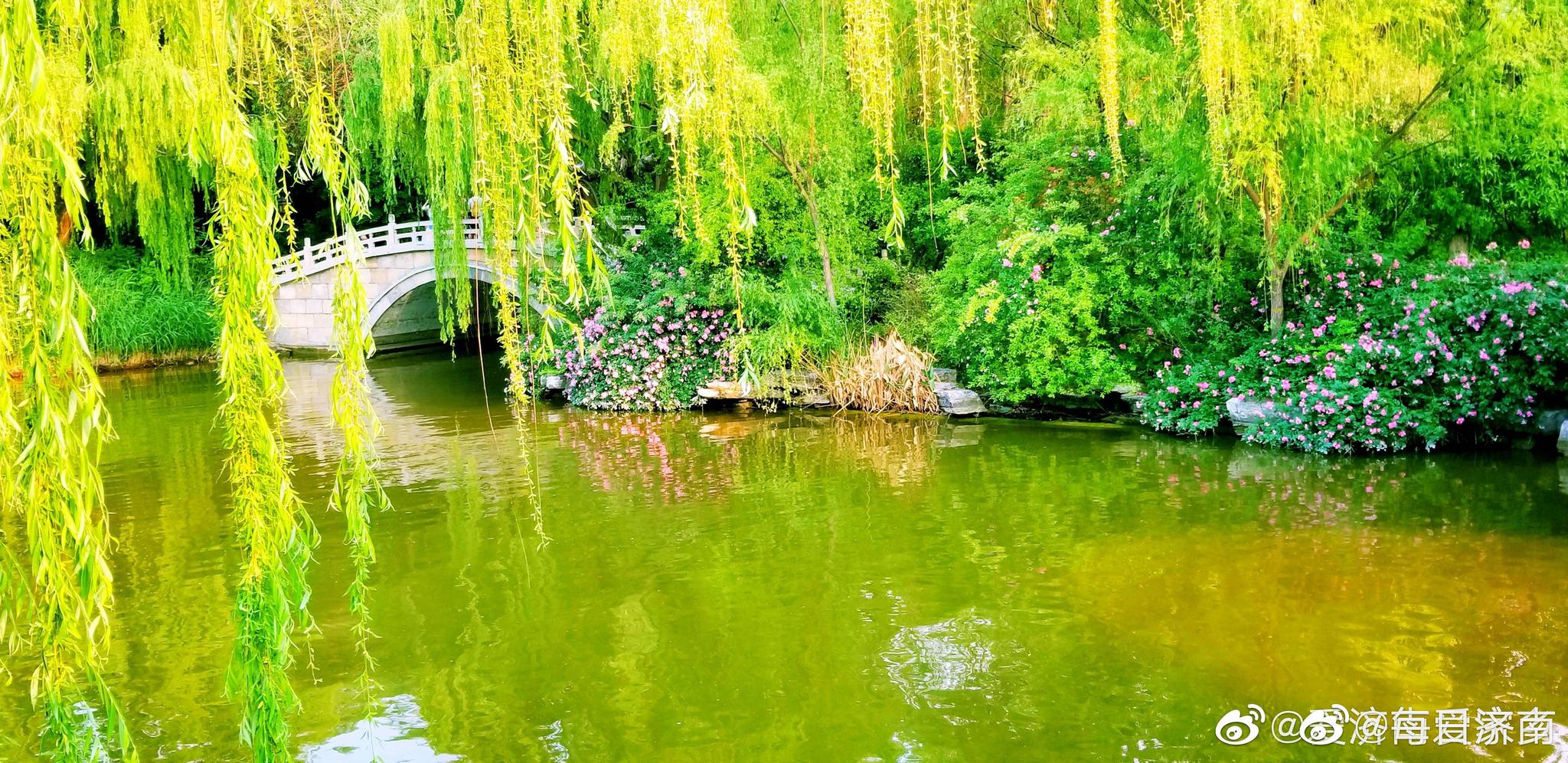 无情最是台城柳,依旧烟笼十里堤。济南的初夏