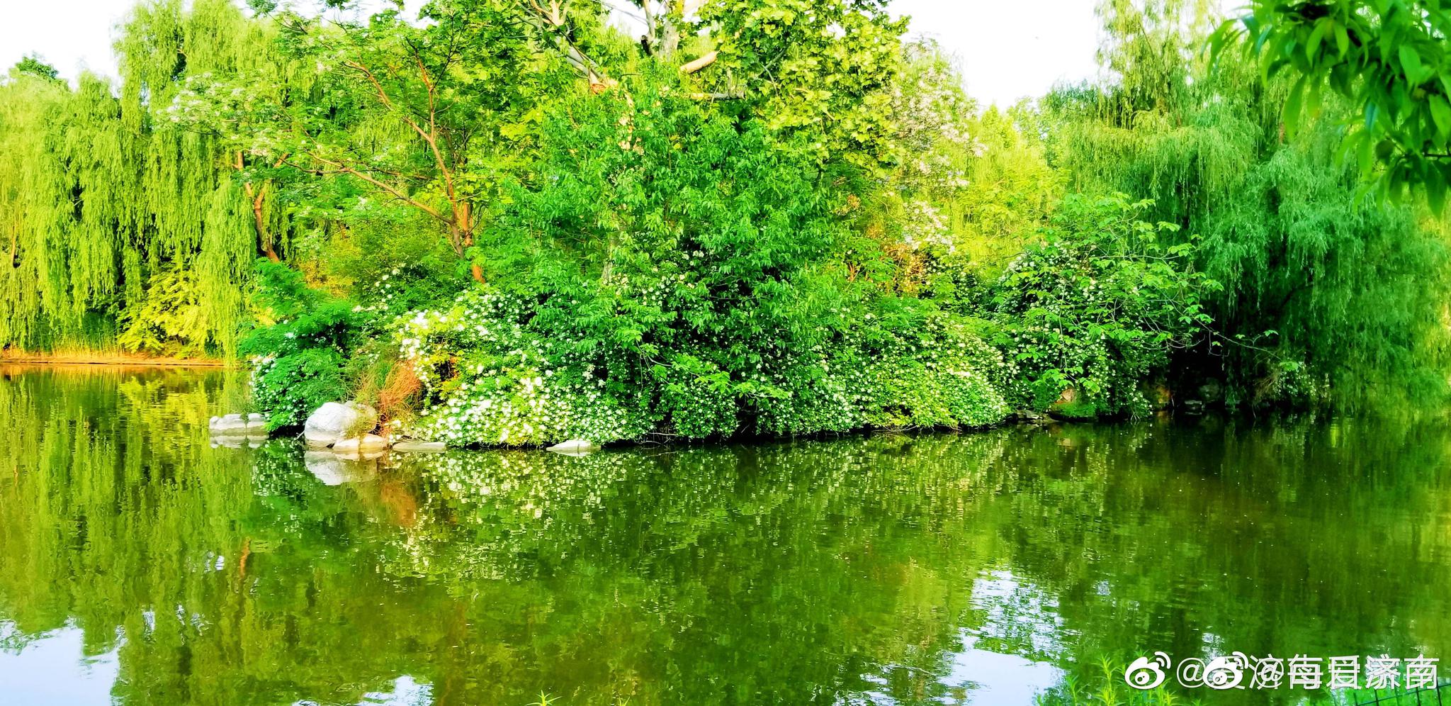 无情最是台城柳,依旧烟笼十里堤。济南的初夏