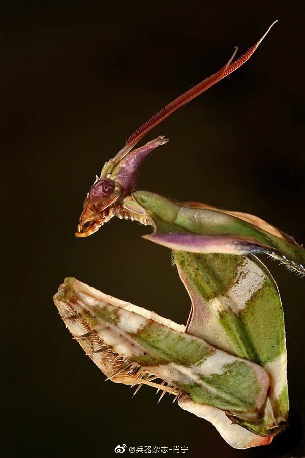 魔鬼花螳螂是世界上最大的螳螂种类之一。
