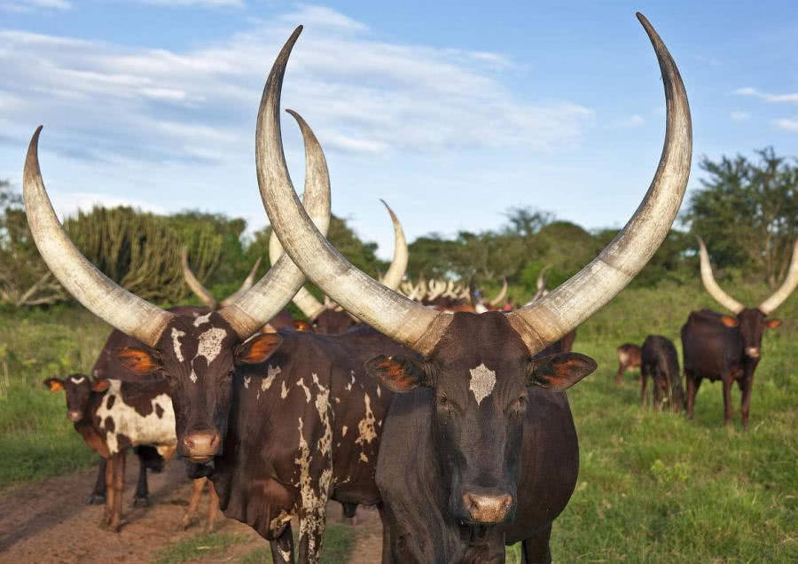 世界上最大的牛,体重可达到1400斤,且还拥有超大的牛角!|大自然|瓦图