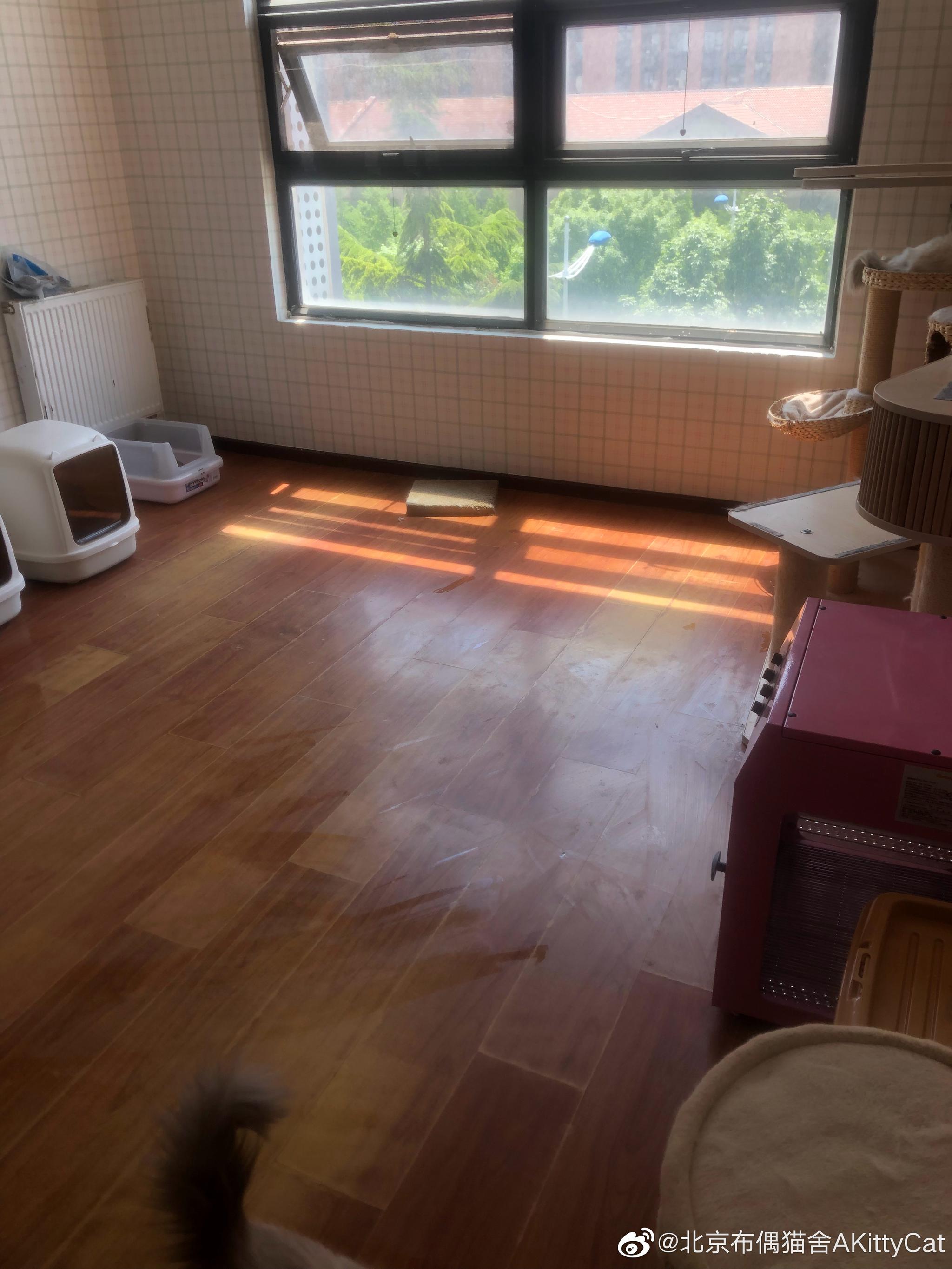 主子们只管吃饭睡觉就好了,至于打扫猫舍的事