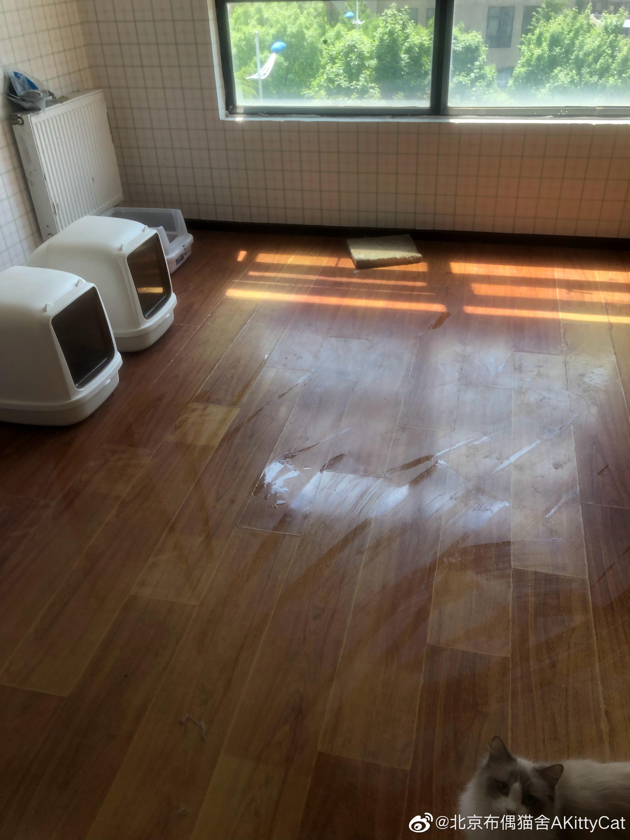 主子们只管吃饭睡觉就好了,至于打扫猫舍的事