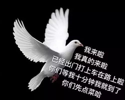 复读机、柠檬精、鸽子王、真香怪，人类本质争霸赛冠军花落谁家?