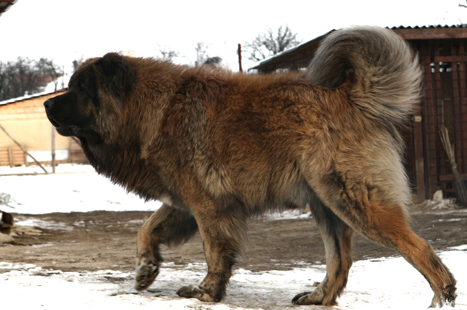 高加索有多重，不愧为巨型犬-我的宠舍