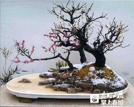 岁寒三友闹新春 200余盆精品盆景亮相黑龙潭