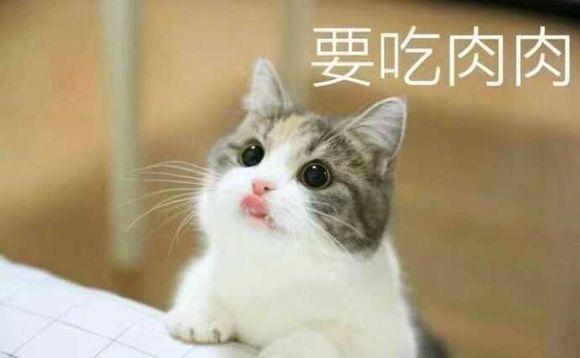 v常见:常见里表情的网红猫咪们情表课包上图片
