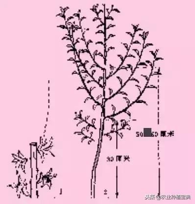 桃树自然开心形有点多多,分享给你整形修剪过程图解!