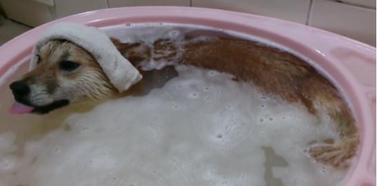 洗完澡后还要敷着毛巾泡澡柴犬,这是成精了吧?!